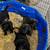 Pups 2 thumbnail