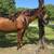 Quarter Horse Mare 4 thumbnail
