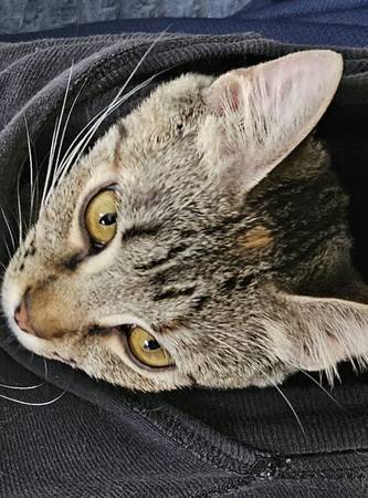 Missing Kitten (Carbondale)63981875243395123