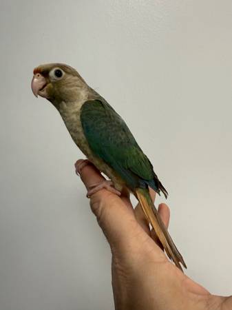 Handfed turquoise green cheek conure babies 1