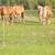 Belgian Horses 4 thumbnail