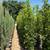Ficus nitida indian laurel privacy hedge 5 thumbnail
