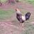 Roosters 1 thumbnail
