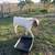 Boer BUCK 3 thumbnail