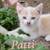 Kittens 10 thumbnail