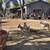 Pygmy goats available  forsale (each)mostly females   maybe 3 - 4 male 3 thumbnail