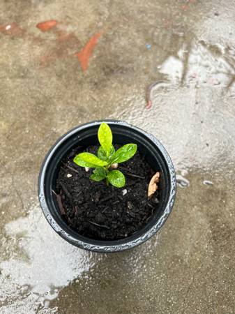Tangerine 🍊 Plant - $1663470802472835124