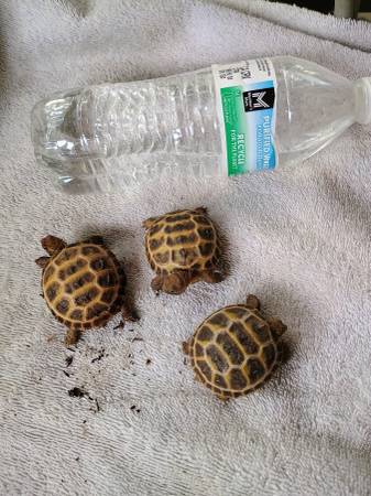 Crías de tortuga rusa63860183672451124