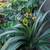 Clivia 9 thumbnail