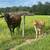 Simbrah bull calf 2 thumbnail