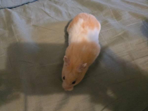 Hamster (Des Moines)63671572776193121