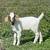 Goats 1 thumbnail