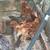Isa Brown Pullets 2 thumbnail