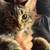 kittens rehoming 3 thumbnail