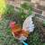 Assorted bantams and chickens 13 thumbnail