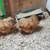 Lemon Cuckoo Silkies 1 thumbnail