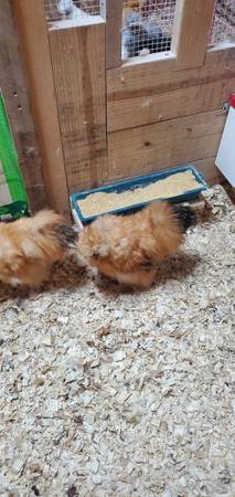 Lemon Cuckoo Silkies 1