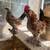 roosters chickens 3 thumbnail
