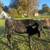 Cattle 3 thumbnail