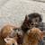 Kittens 1 thumbnail