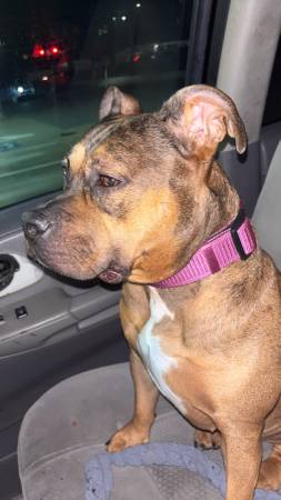 Rehoming Boxer Mix - ESA (Hagerstown)63901111553795120