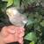 Cacatúa mancita 3 thumbnail