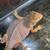 Bearded dragons 7 thumbnail