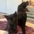Adoption fee waved 5 thumbnail