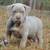 ABKC Bully PUPS 3 thumbnail