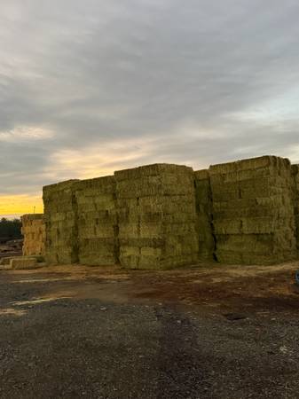 Hay (Alfalfa) 1