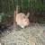 Rabbits 3 thumbnail