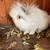 Angora Rabbit 1 thumbnail