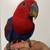 Ecletus female 1 thumbnail
