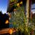 Cempazuchitl gigante Giant Marigold 1 thumbnail