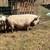 Kunekune Hogs 2 thumbnail