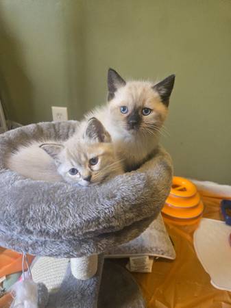 Siamese kitten 1