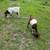 Boer goats 1 thumbnail