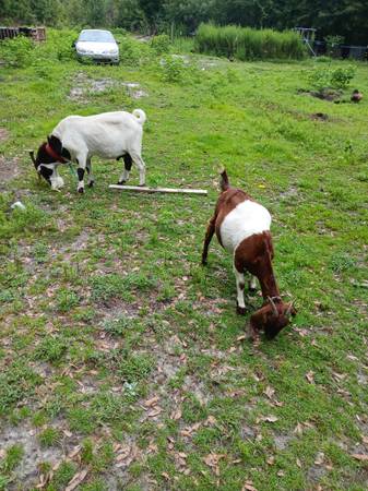 Boer goats 1