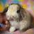 💗💕💝 Holland Lop Bunnies 💝💕💗 2 thumbnail
