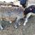 Dorper Sheep Ram Ewes 11 thumbnail