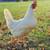 Baby Chicks & 8 Week Pullets – Multiple Breeds 2 thumbnail