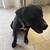 FREE Female Black Puppy Lab Mix 2 thumbnail