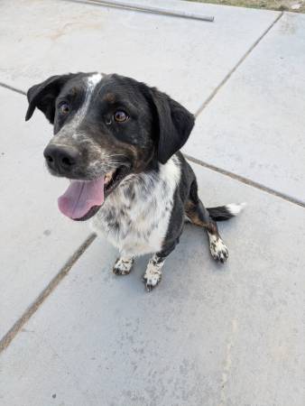 Rehoming blue tick hound mix (Las vegas)63907417153410124