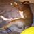 2 year old free unfixed female timid dog 1 thumbnail