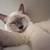 Meet Bishop- Ragdoll/Siamese Cat 2 thumbnail