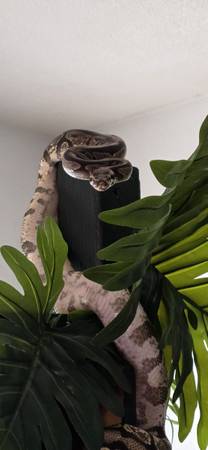 Snake Removal 1