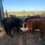 Feeder Steers 2 thumbnail