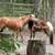 Mini mare 10 thumbnail