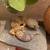 Leopard gecko 2 thumbnail