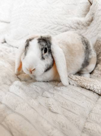 mini plush lops 1